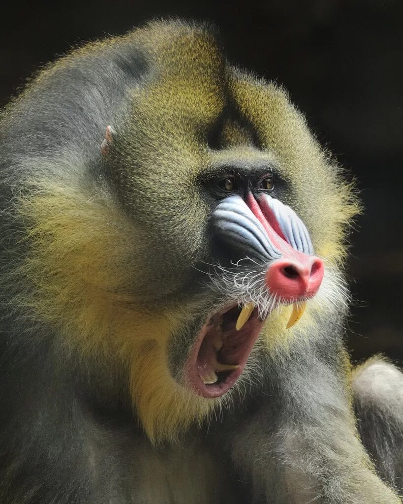 горилла великан. гиббон носач. самая обезьяна.