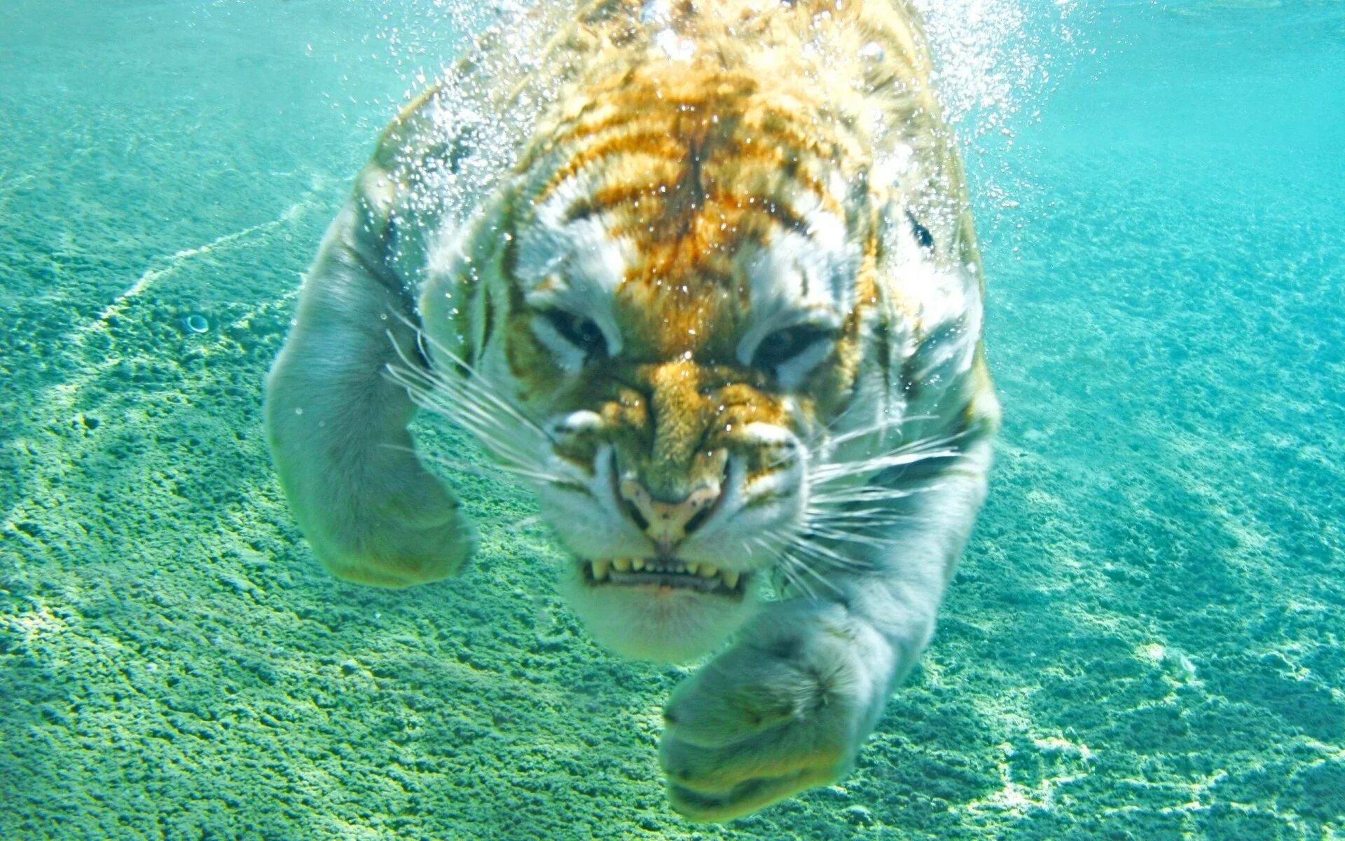 Звери под водой. Тигр в воде. Морской тигр. Животное под водой. Тигр под водой.