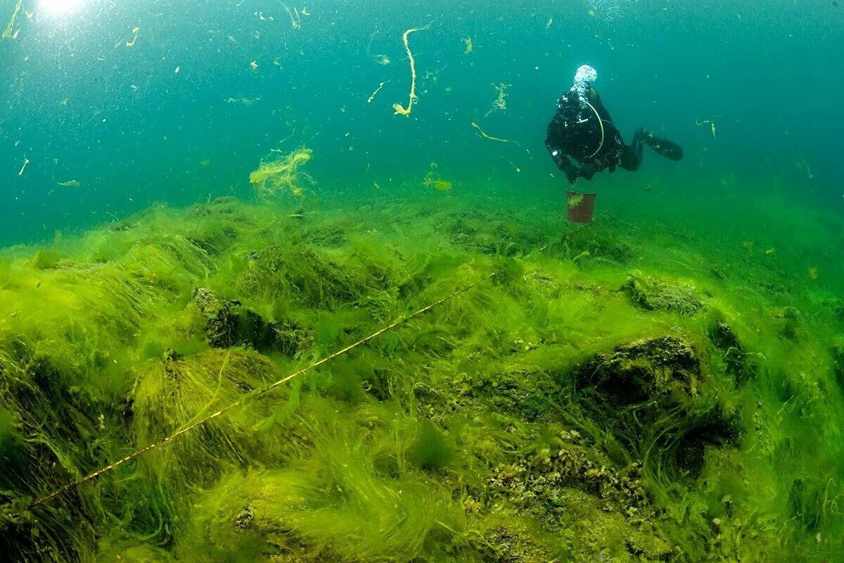 Растущая на дне озера. Байкал водоросли спирогиры. Спирогира на Байкале. Водорослями спирогира озеро Байкал.