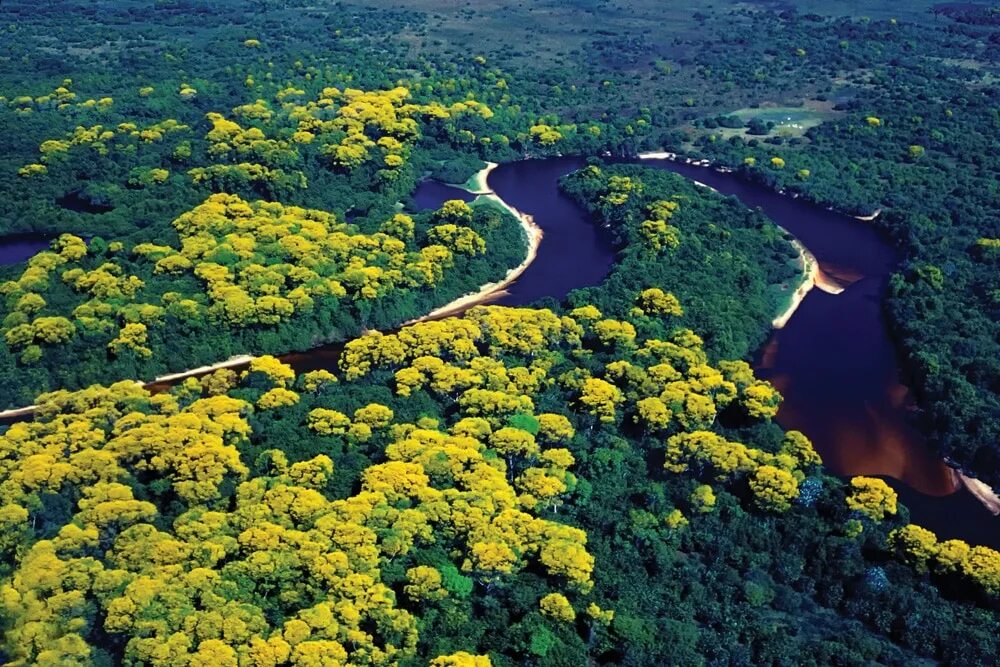 Реки страны бразилия. Манаус Амазонка. Река Амазонка в Бразилии. «Амазония» (Манаус, Бразилия). Гвианская Амазония национальный парк.