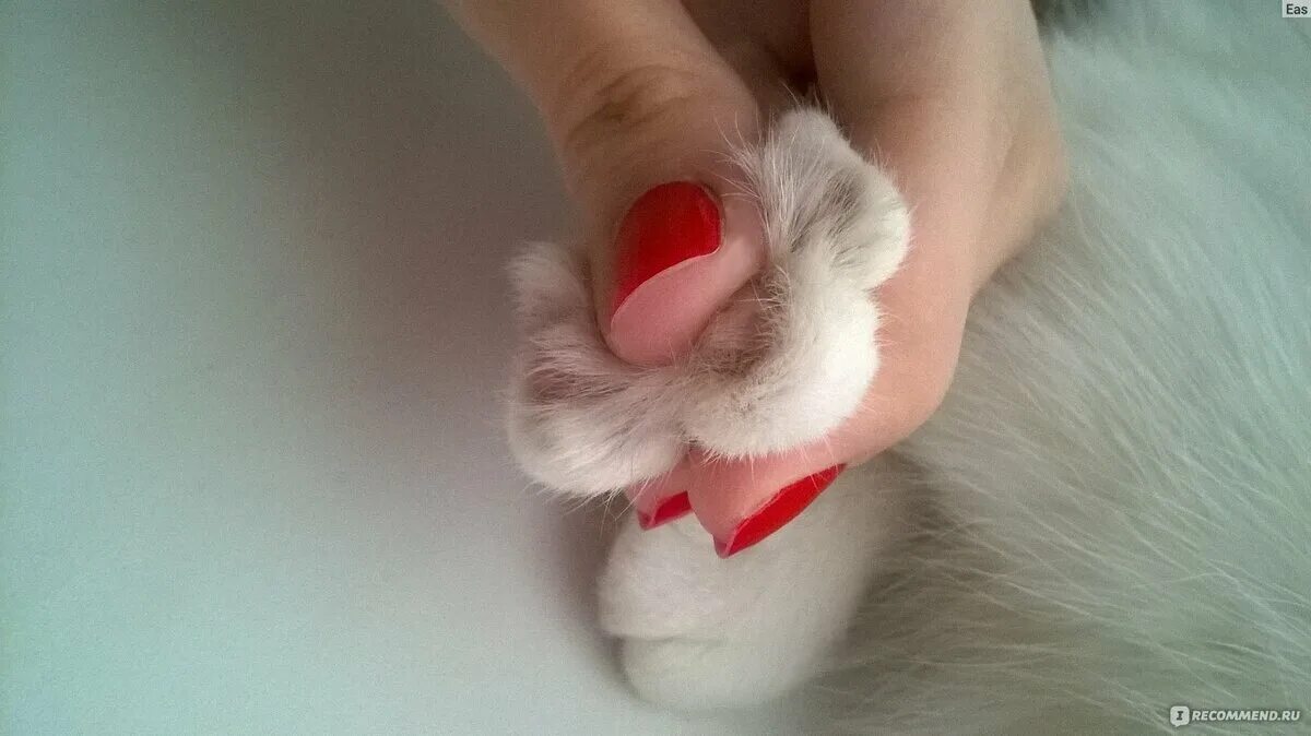 Как сделать очень сильно липкую лапку