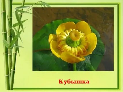 Кубышка книга