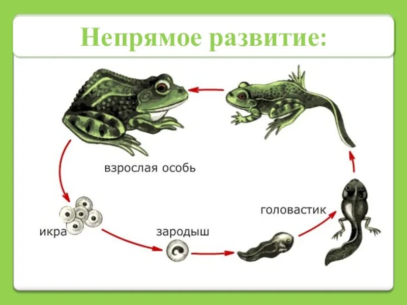 Прямое развитие. Схема прямого и непрямого развития насекомых. Прямое развитие примеры. Постэмбриональное развитие у животных прямое и непрямое. Прямое развитие примеры.