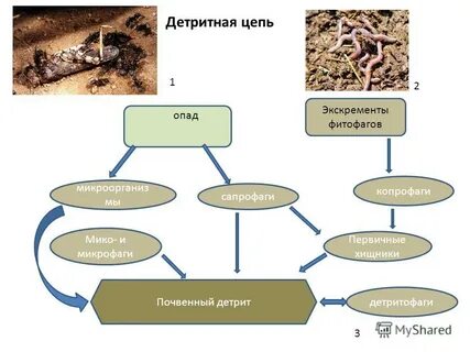 Цепи питания листовой опад еж