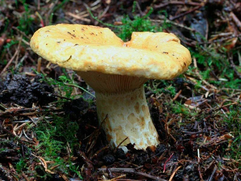 Груздь подберезовик. Груздь жёлтый Lactarius scrobiculatus. Груздь Крымский. Грузди грибы. Грибы Крыма груздь.