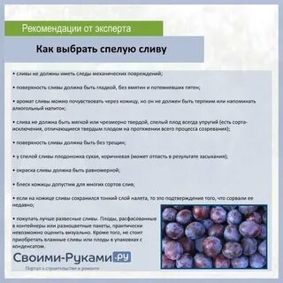 Слива можно давать ребенку