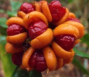 Rare fruit
