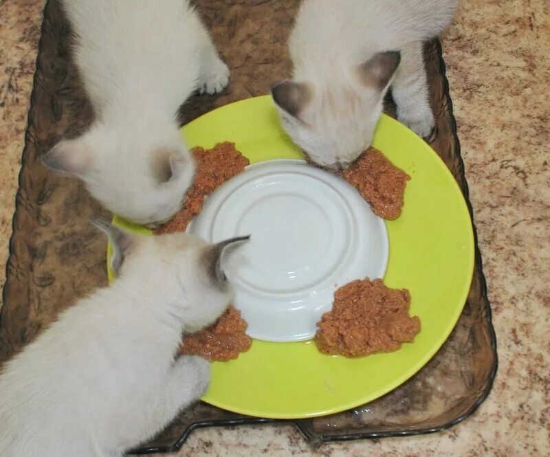 Кормить котенка домашней едой. Питание котенка. Порция еды для котенка. Заготовки натурального питания для кошек. Натуральная пища для кошек.