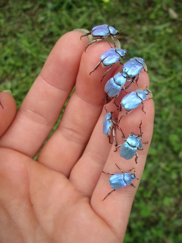 Милые жуки. Голубой майский жук. букашки майский жук. hoplia coerulea. самые красивые жуки.