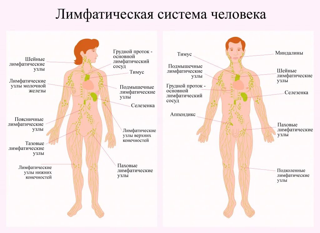 Причина заболевания лимфомой. Лимфома Ходжкина лимфатический узел. Заболевания лимфоидной системы человека. Болезни лимфатической системы. Признаки заболевания лимфатической системы.