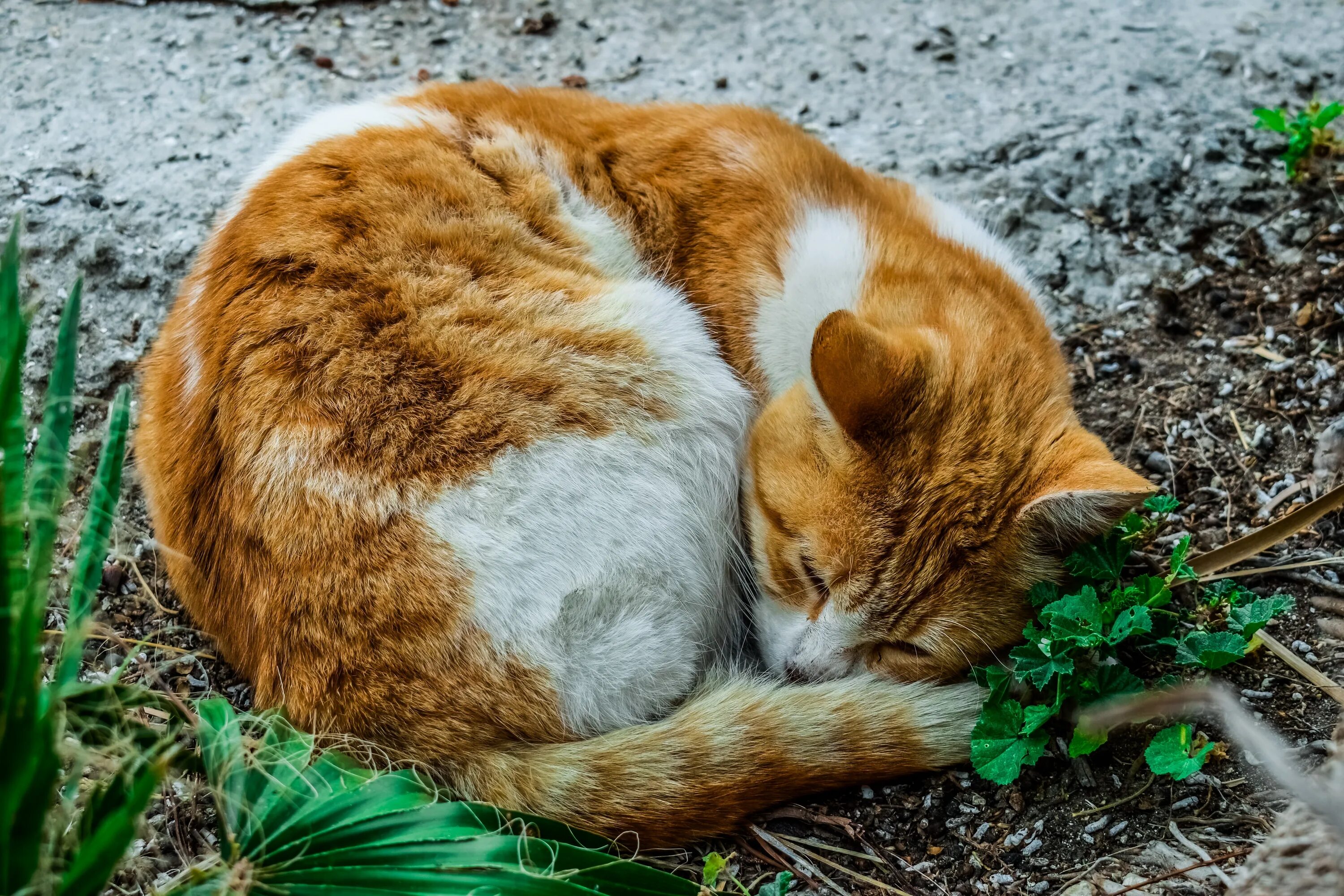 Кот вышел поляну и сладко. Кошка лежит клубочком. кошка свернулась клубком. спящий кот клубочком.
