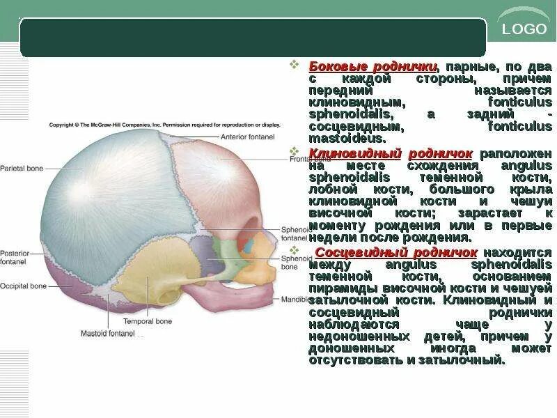 Роднички доношенного ребенка. Роднички анатомия. Роднички черепа новорождённого . Клиновидный и сосцевидный. Сосцевидный Родничок черепа. Боковые роднички.