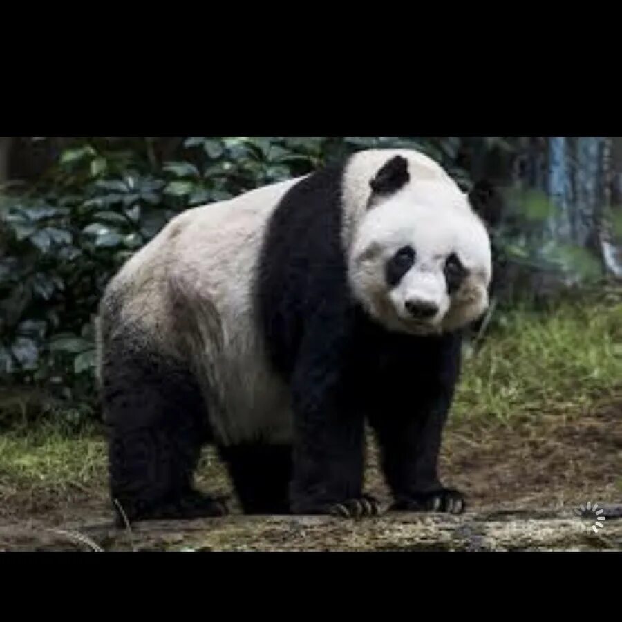 Факты о пандах. Интересные факты о больших пандах. Факты о пандах для детей. Интересная информация о панде.