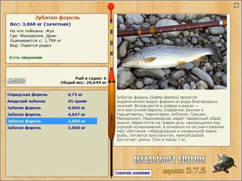 Форель радужная 3 кг. Сколько кг форель. Форель чавыча. Форель вес. Форель радужная, вес.