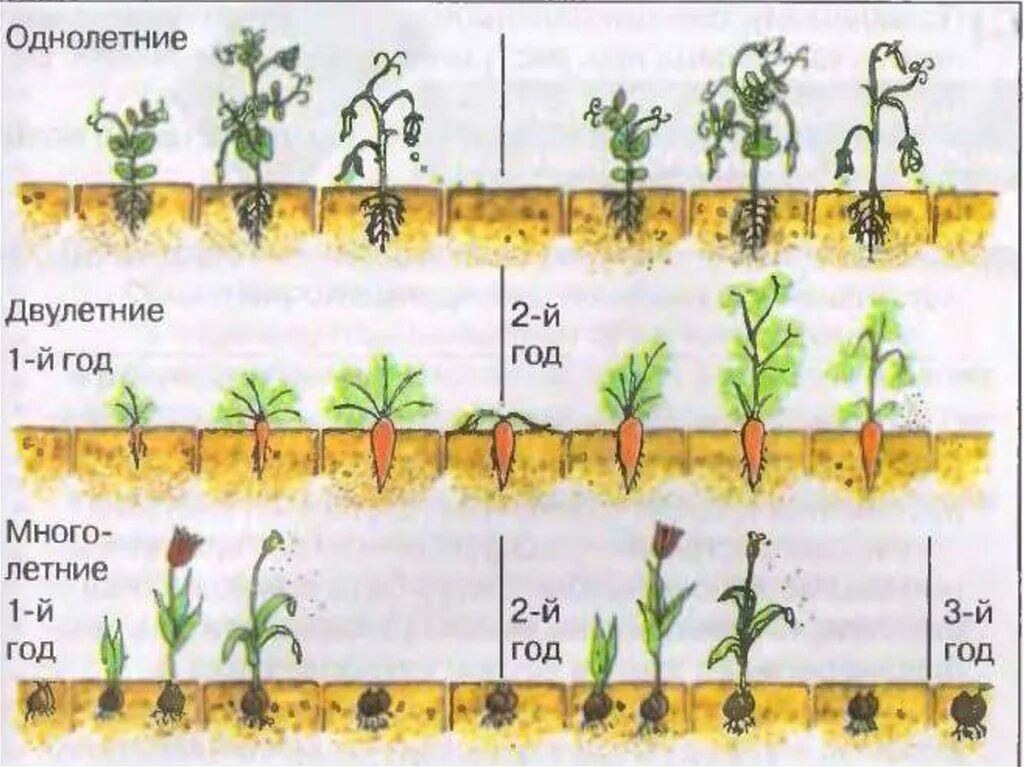 Срок жизни растения. Однолетние двулетние и многолетние растения. Цикл жизни однолетнего растения. Цветковые растения по продолжительности жизни. Срок жизни растений.