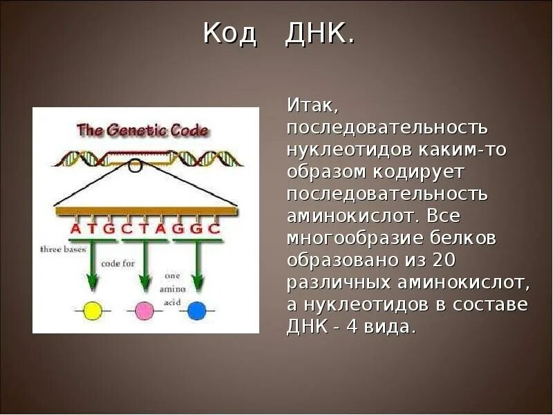 Закодирована при помощи нуклеотидов днк какая структура. Коды днк. расшифровка кода днк. генетический код днк. код днк и синтез белка.