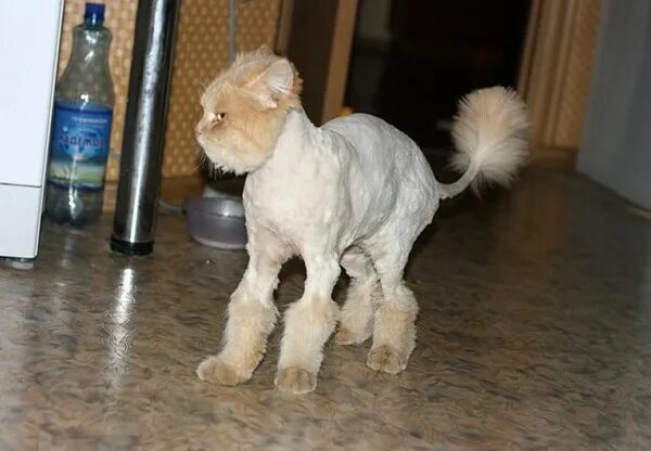 Свалявшиеся шерсть у животных. Свалявшиеся шерсть у животных. Подстричь колтуны. Как подстричь кота. Подстричь колтуны.