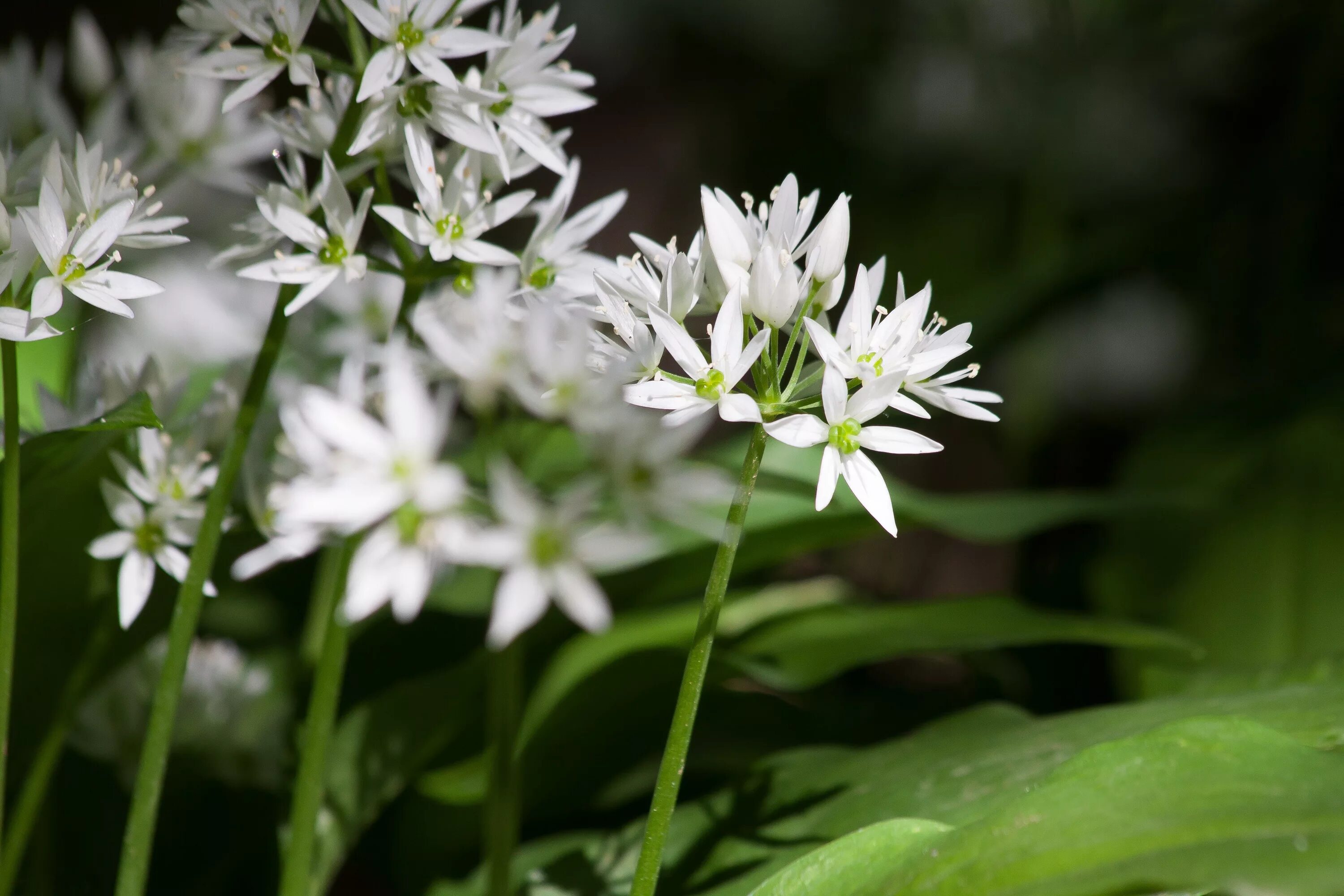 Низкое растение с белыми цветами. Allium ursinum. Аллиум дикий Лесной. Дикий чеснок (Allium vineale). Аллиум дикорастущий.