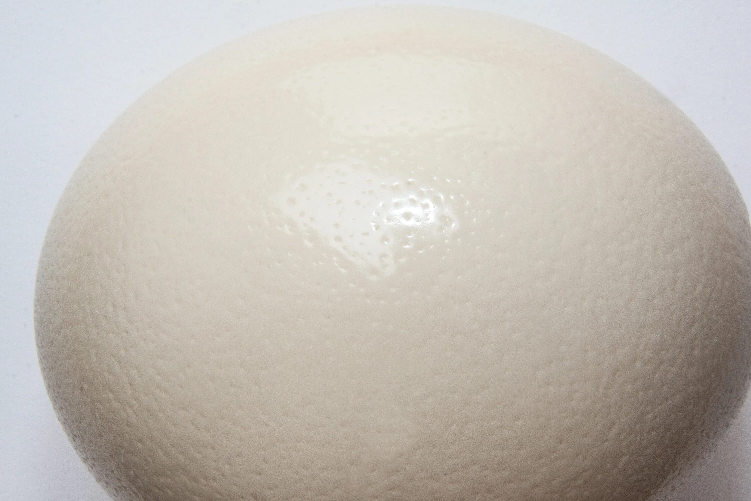 Форма страусиного яйца. Страусиное яйцо. Цвет страусиного яйца. Яйцо страуса белое. Кремовые яйца