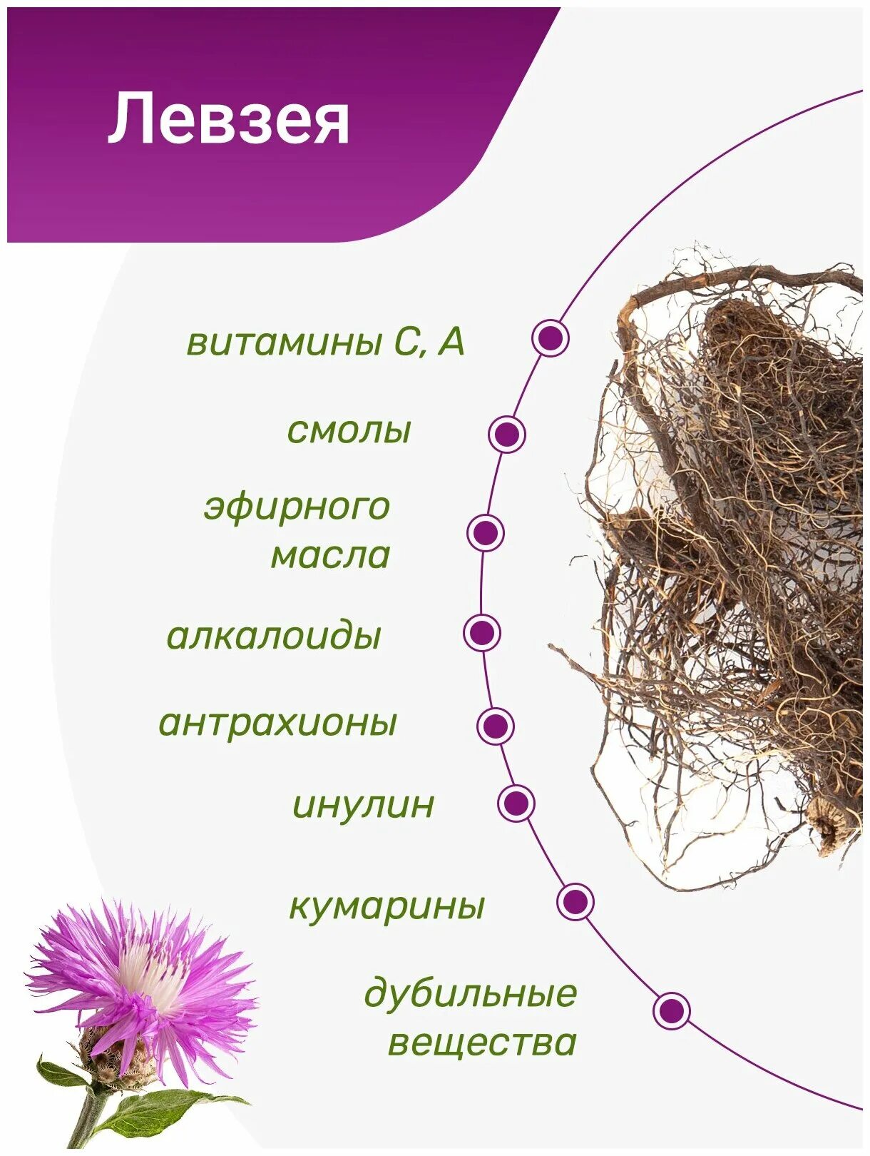 Маралий корень чай. Маралий корень (левзея). Левзея сафлоровидная. Корневища левзеи сафлоровидной. Морали корень левзея