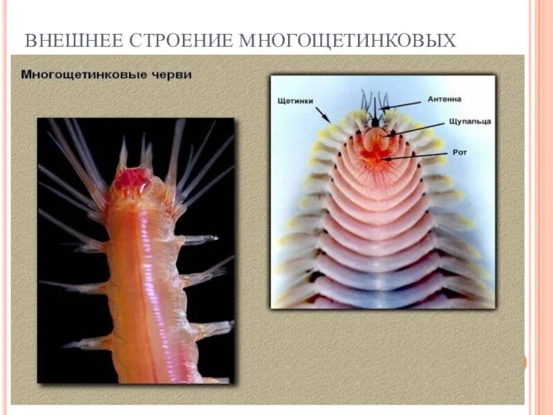 Внешнее строение многощетинковых. Многощетинковые черви параподии. многощетинковые кольчатые черви внутреннее строение. многощетинковые черви строение. строение многощетинкового червя.