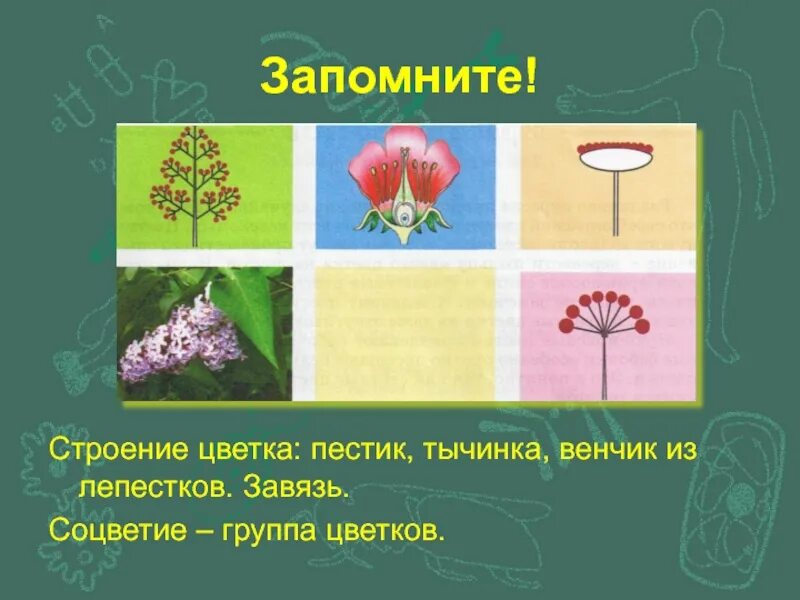 Лабораторная работа строение соцветий 6 класс биология. Соцветие венчик. строение цветка и соцветия. мутовка соцветие. лепестков соцветие.