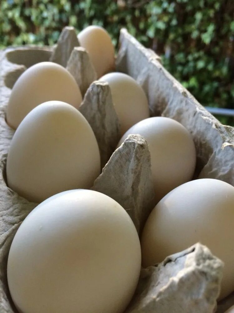 Яйцо утиное инкубационное. Утиное яйцо кряквы. Инкубационное яйцо индоутки. Яйцо домашнее.