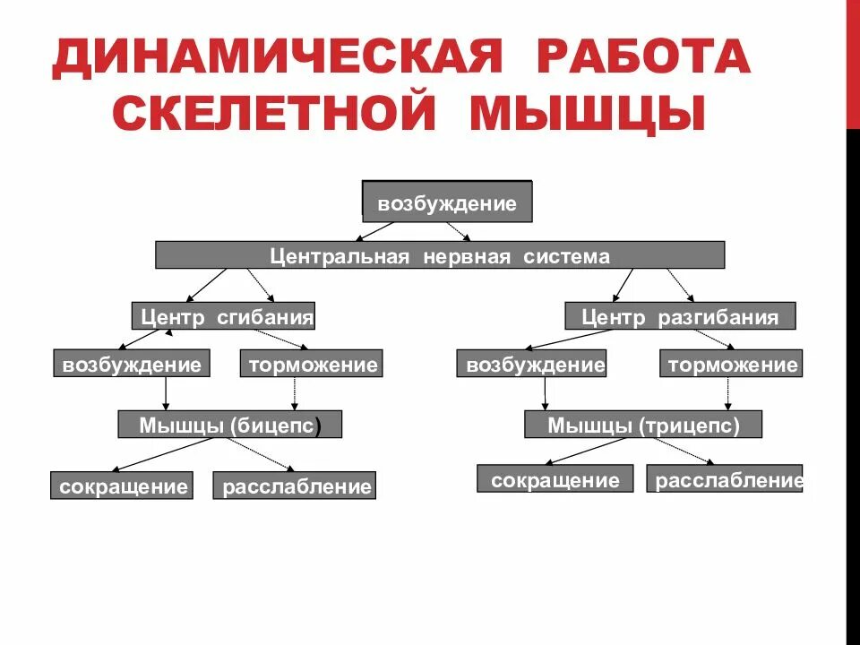 Динамическая работа мышц. Динамическая работа скелетной мышцы. виды динамической работы мышц. динамический режим работы мышц. к динамической работе мышц относится.