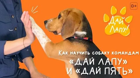 Как научить кота дай лапу