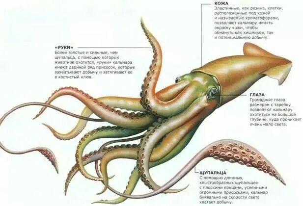 Как выглядит карта кальмара Игра в кальмара / Ojingeo geim "