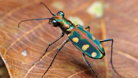 10 примеров, доказывающих, что насекомые совсем не противные