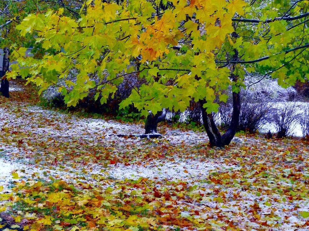 Времена года 5 октября. Ноябрь природа. Осень октябрь. Первый снег осенью. Октябрь природа.