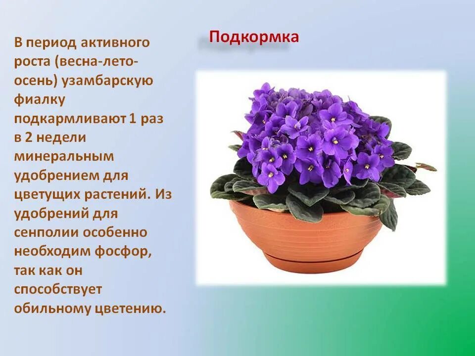 Что сделать чтобы фиалка зацвела. Узамбарская фиалка систематика. фиалка узамбарская стебель. фиалка узамбарская лист.