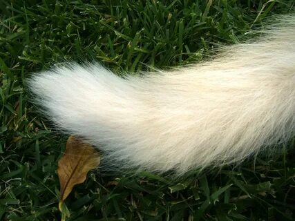 Fluffy tail