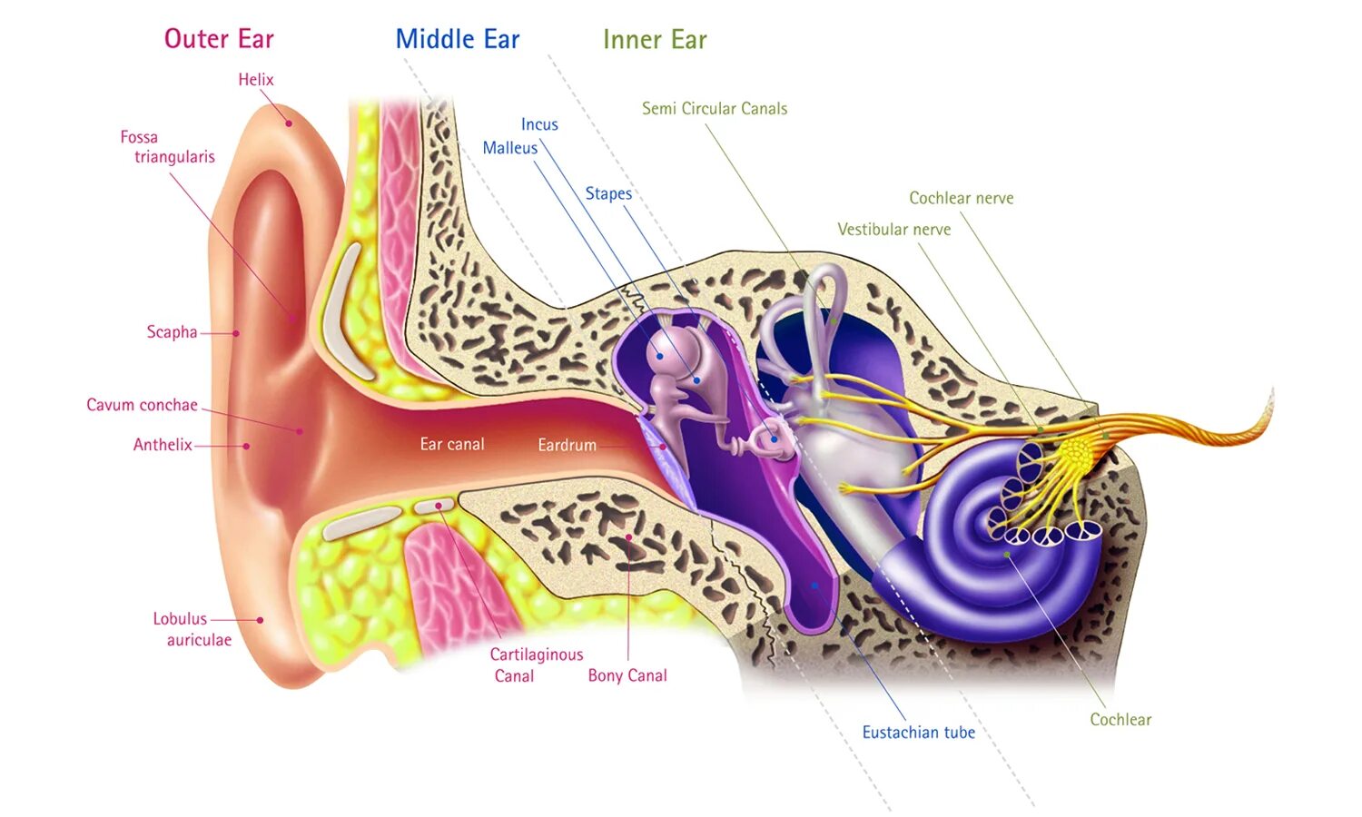 Устройство ушной раковины. Ухо в разрезе. Ухо анатомия. Строение уха.