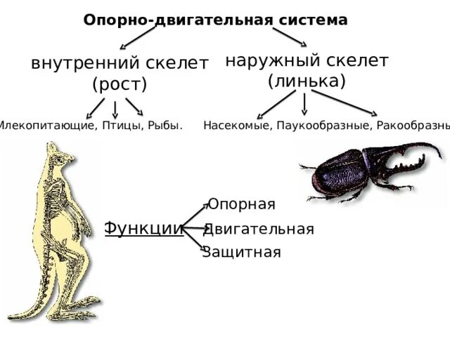 Опорно двигательная система ракообразных 7 класс. Опорно двигательная система членистоногих ракообразных. Наружный и внутренний скелет биология 7 класс. Опорно двигательная система моллюски 7 класс.