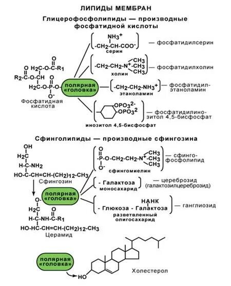 Строения липидов человека. Классификация липидов схема. Структурная классификация липидов. Структурная функция липидов. Классификация липидов таблица.