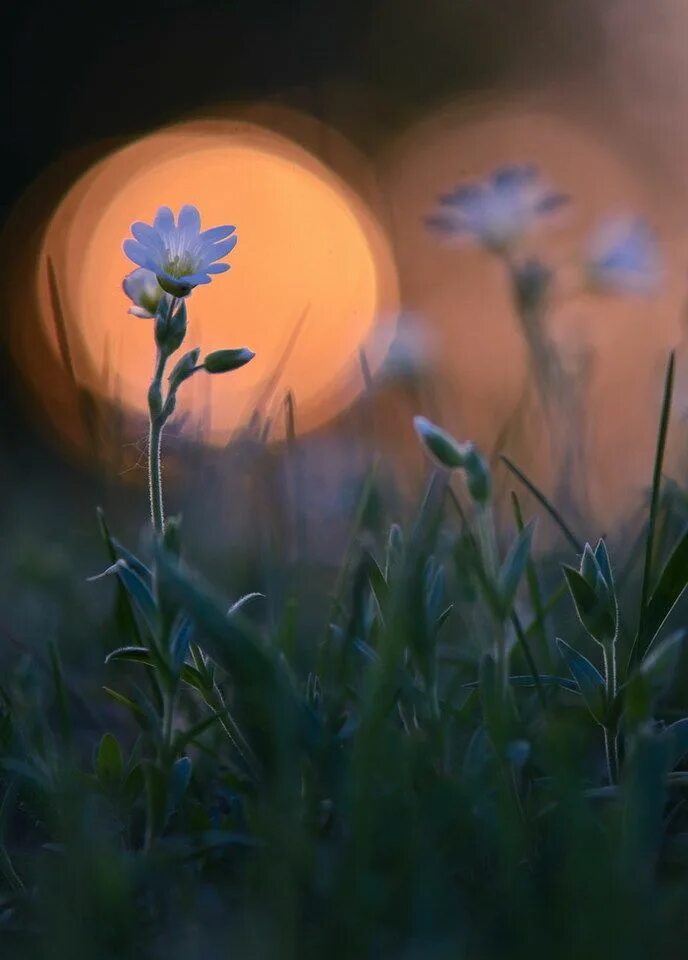 Сон трава. Кагая ютака. Ночные ландыши. Весенние цветы ночью. Ночь весна.