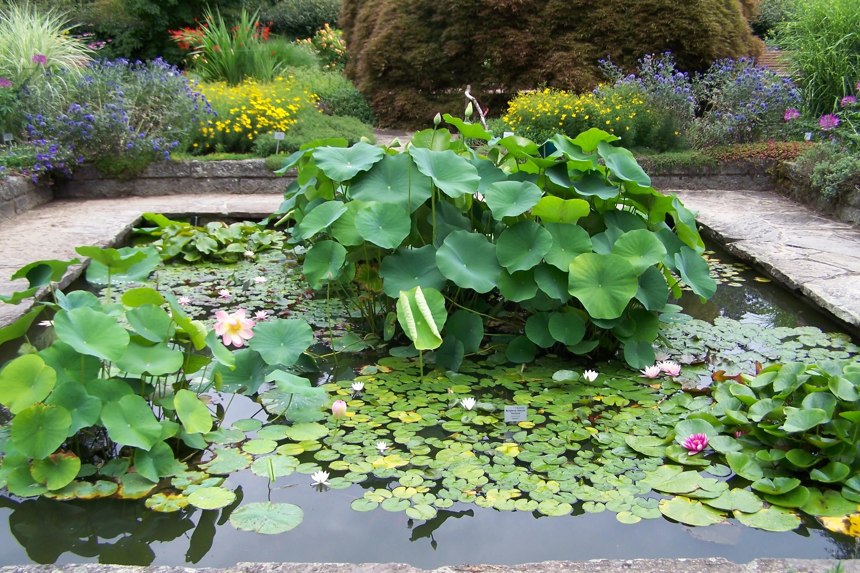 Водные растения прибрежные и плавающие. Водные растения прибрежные и плавающие. Нимфея карликовая. Телорез растение водное. Водные растения прибрежные и плавающие.