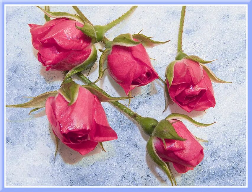 Пять февральских роз танец в детском саду. Февральские розы. Танец розочек в детском саду. Пять февральских. Пять февральских роз.