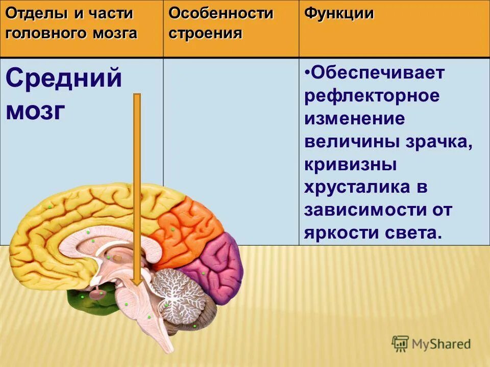 Животная часть мозга