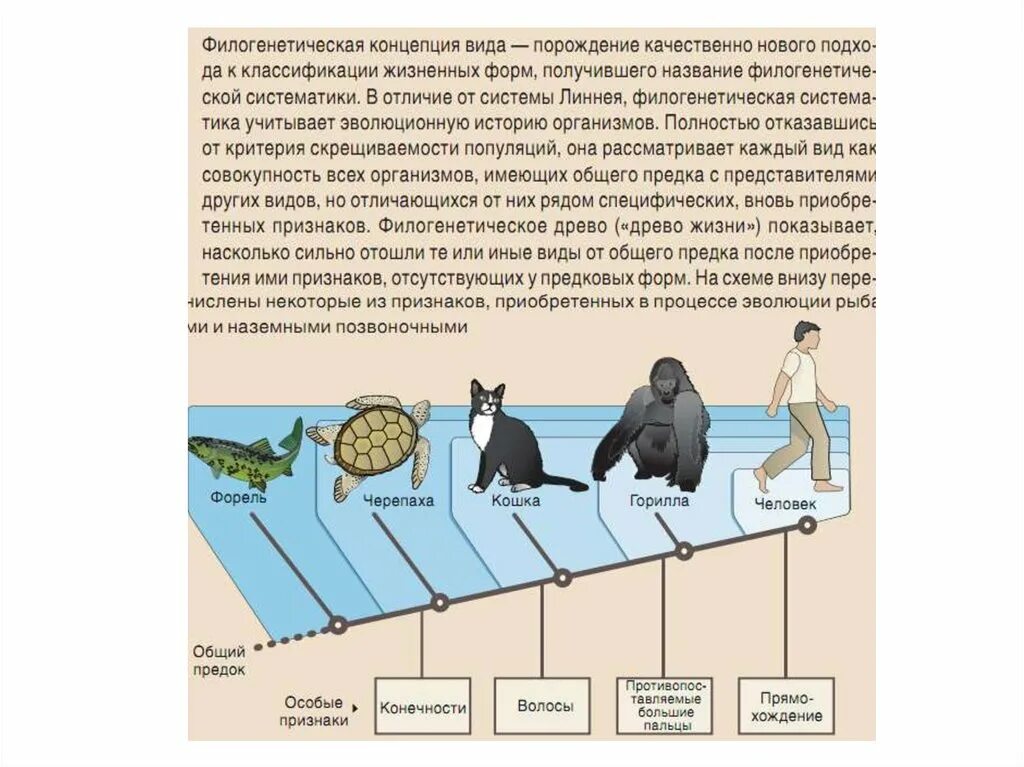 Имеющие общих предков