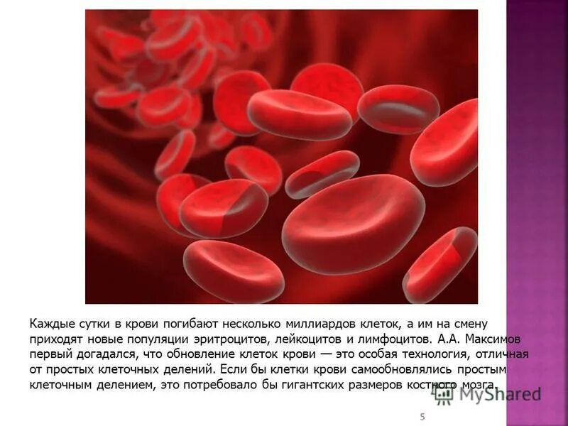 Пароксизмальная ночная гемоглобинурия печень. Стоматоциты пойкилоцитоз. Диморфная популяция эритроцитов что это. Эритропения фото. Популяция эритроцитов.