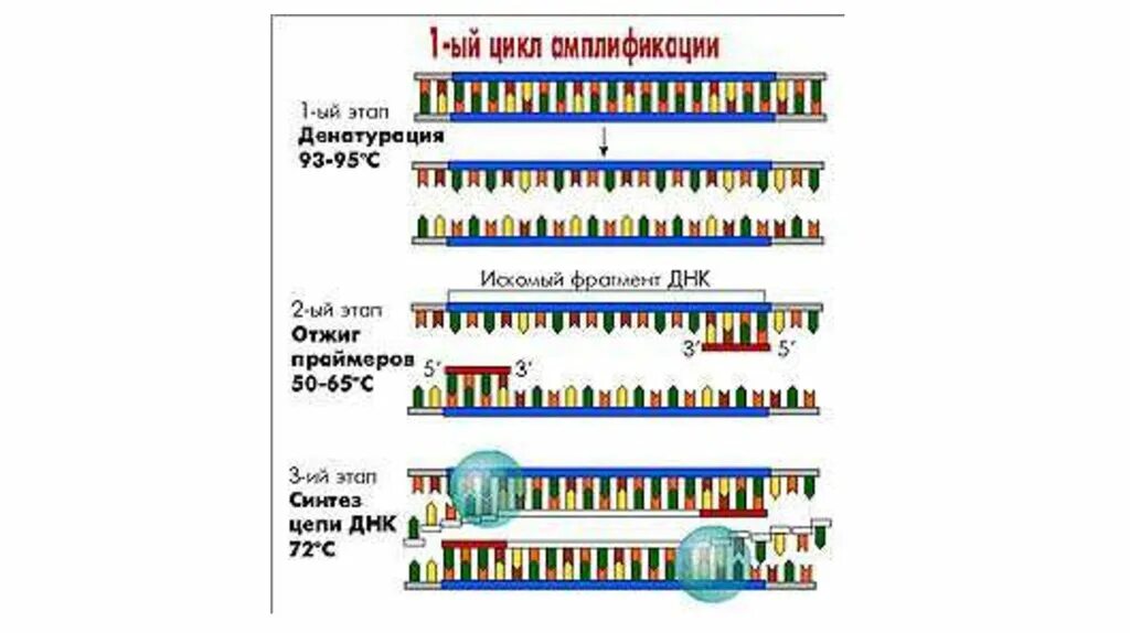 1 том 1 цикл 1. Этапы амплификации ПЦР. Циклы амплификации ПЦР. Этапы ПЦР схема. Схема двух циклов ПЦР.