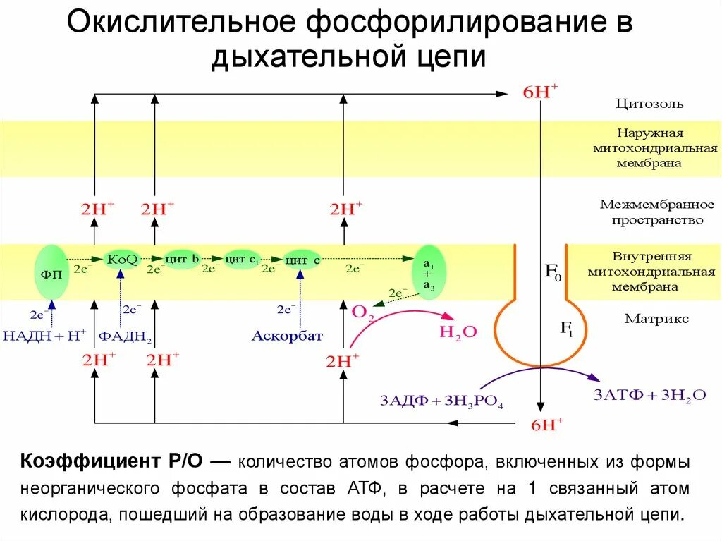 Фосфорилирование биохимия. Окислительное фосфорилирование в митохондриях. Цепь переноса электронов окислительное фосфорилирование. Дыхательная цепь и окислительное фосфорилирование. Дыхательная цепь биохимия.