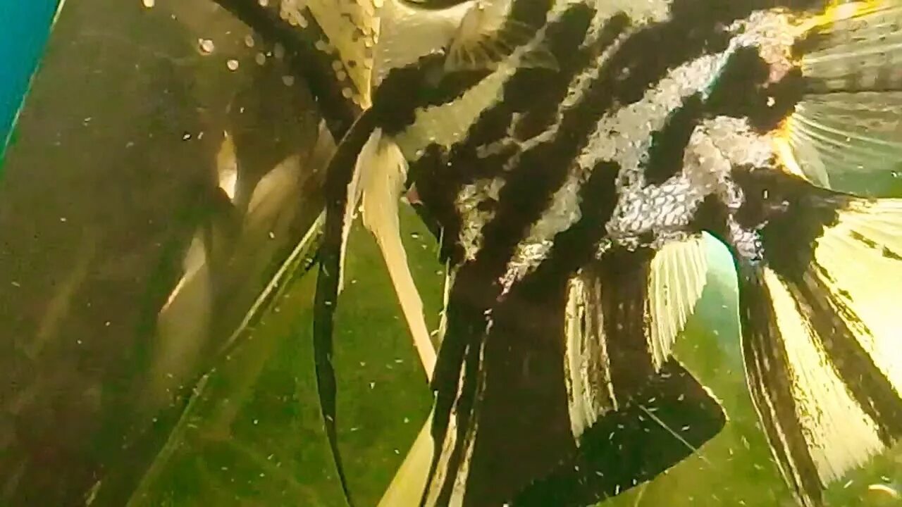 Съели скалярию