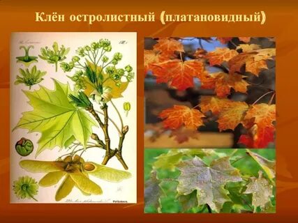 Систематика клена остролистного