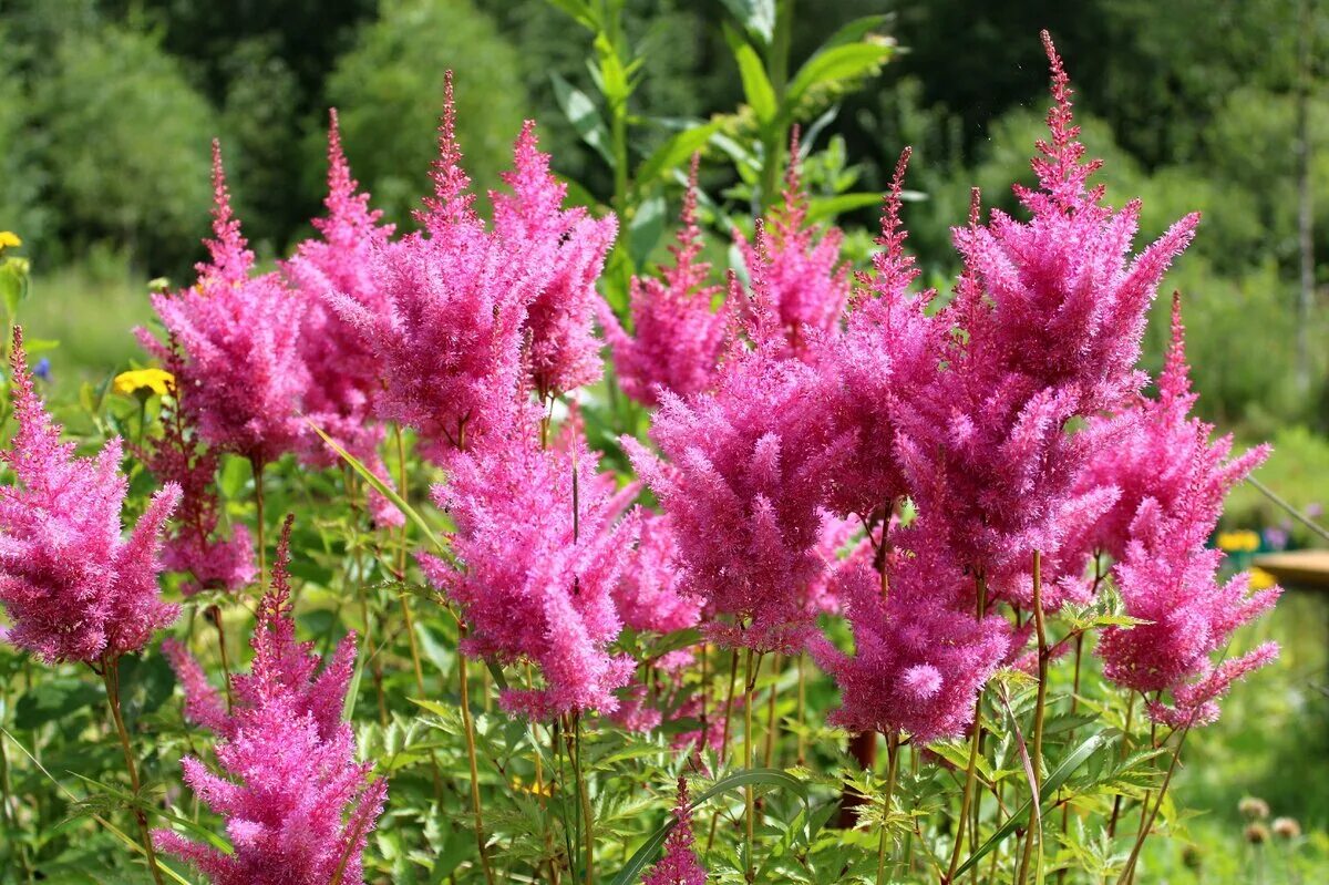 Рассада Астильба Арендса Fireworks Pink, С1 (1 литр) ЗКС - купить с доставкой по