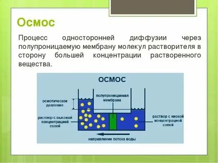 Осмос через мембрану клетки