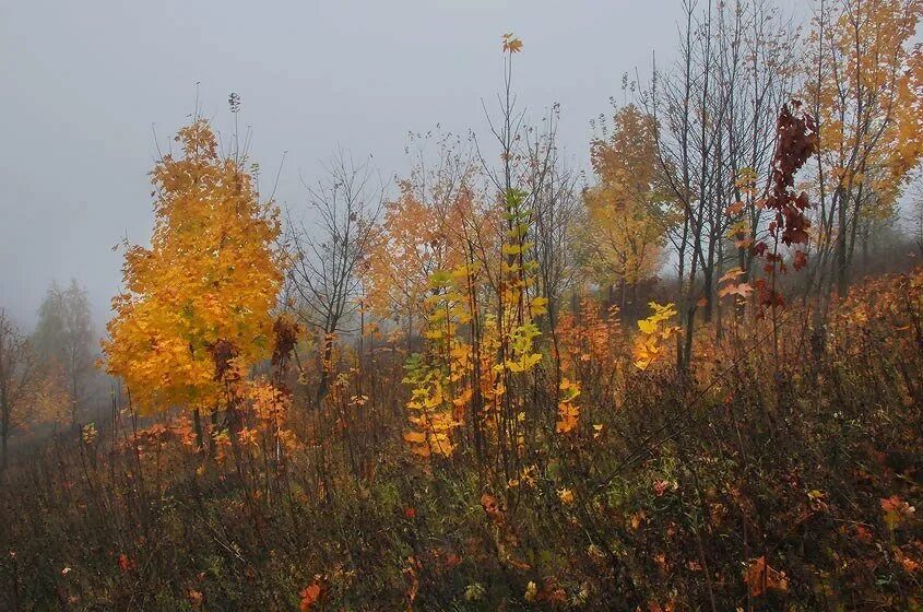 Брожу по осеннему лесу. Фотозарисовка тихо бродит осень. Бродить фото.